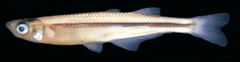 Media type: image; Ichthyology 56238